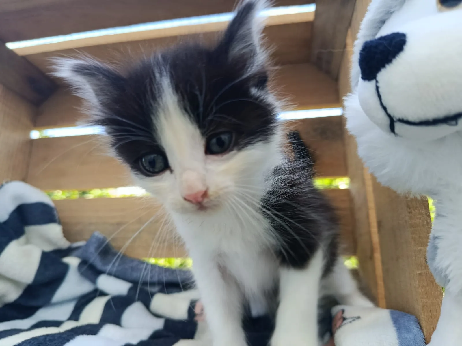 Gato cachorro Balto