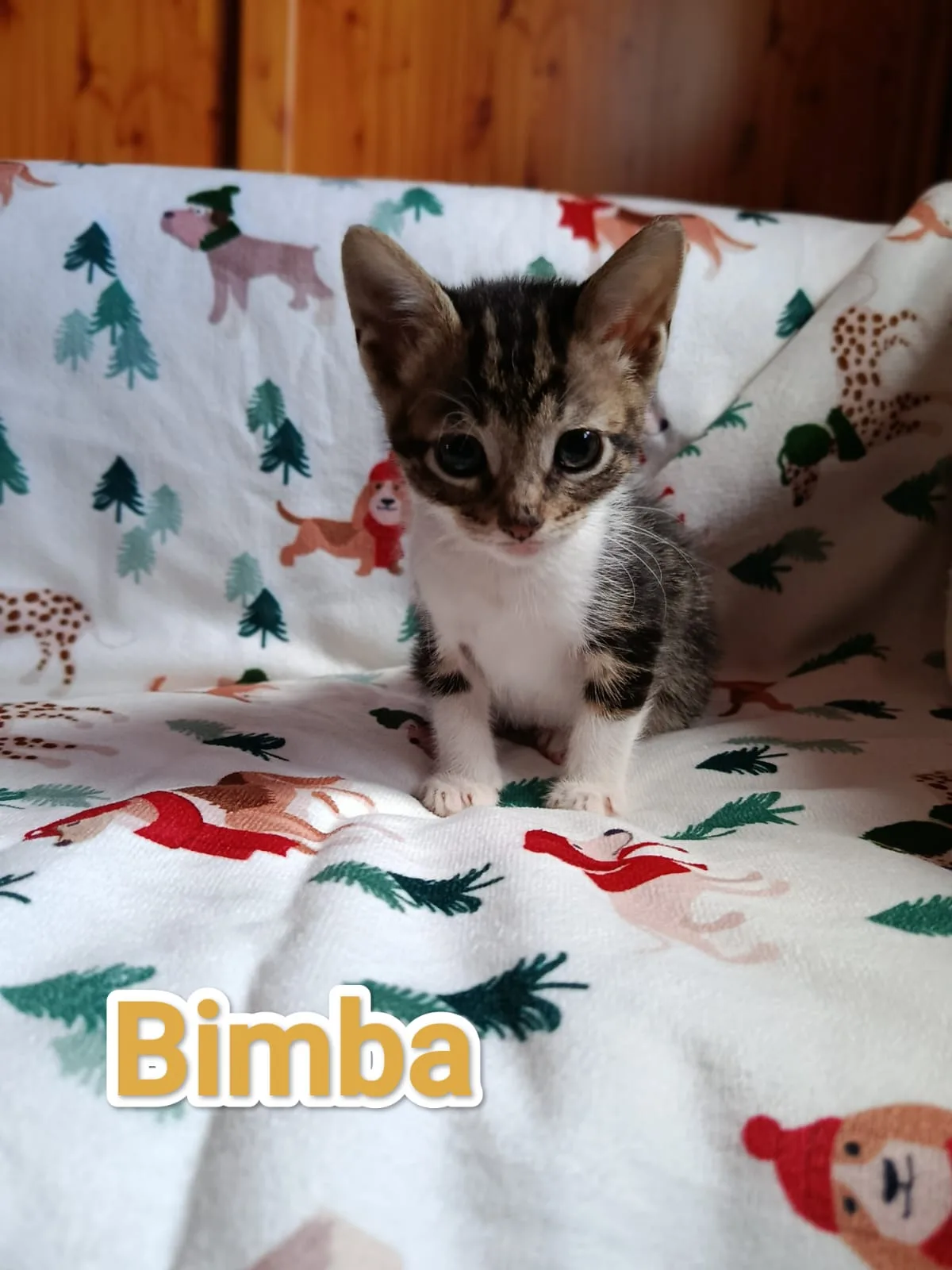Gatita cachorra Bimba