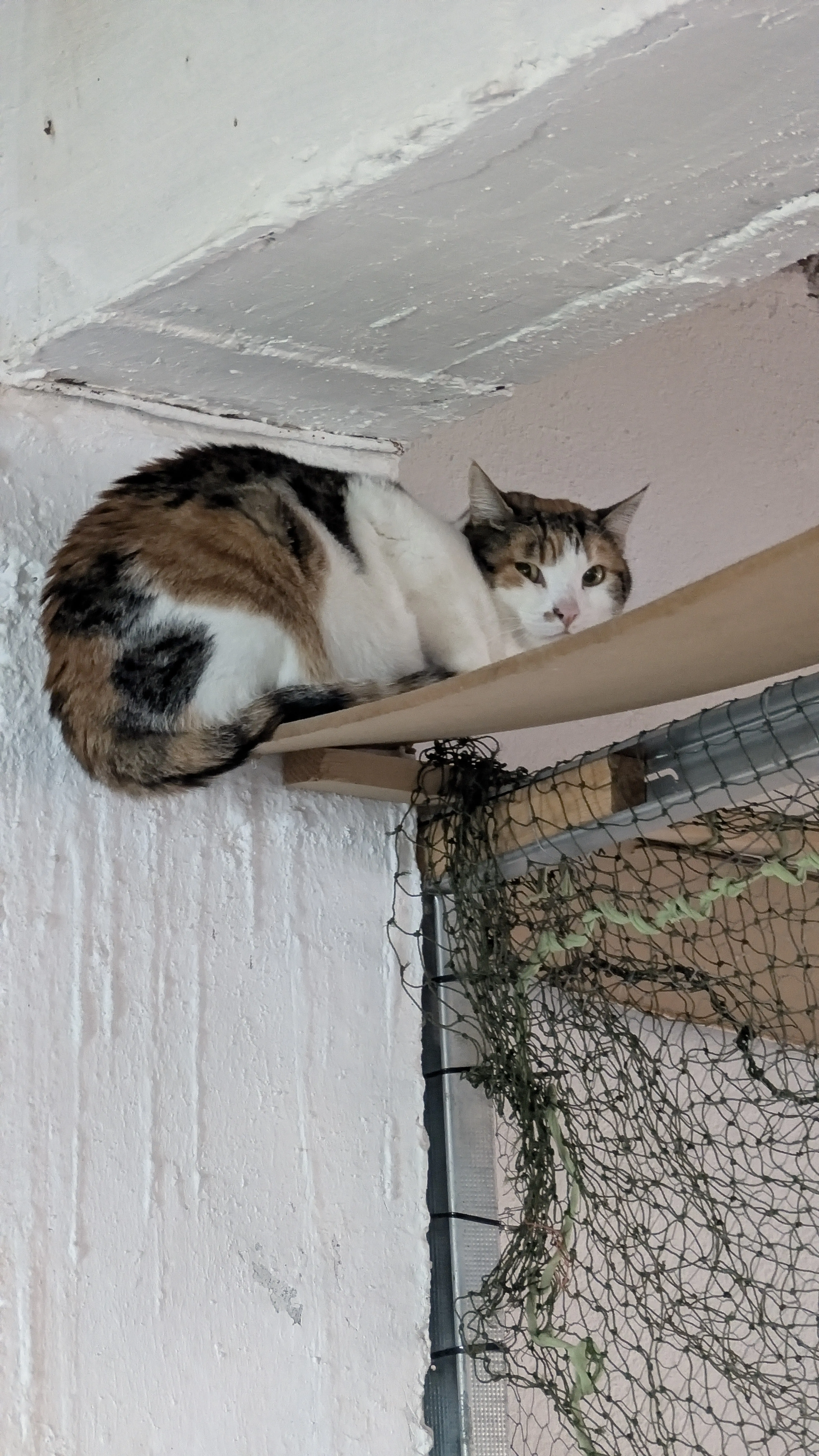 Gata Brave