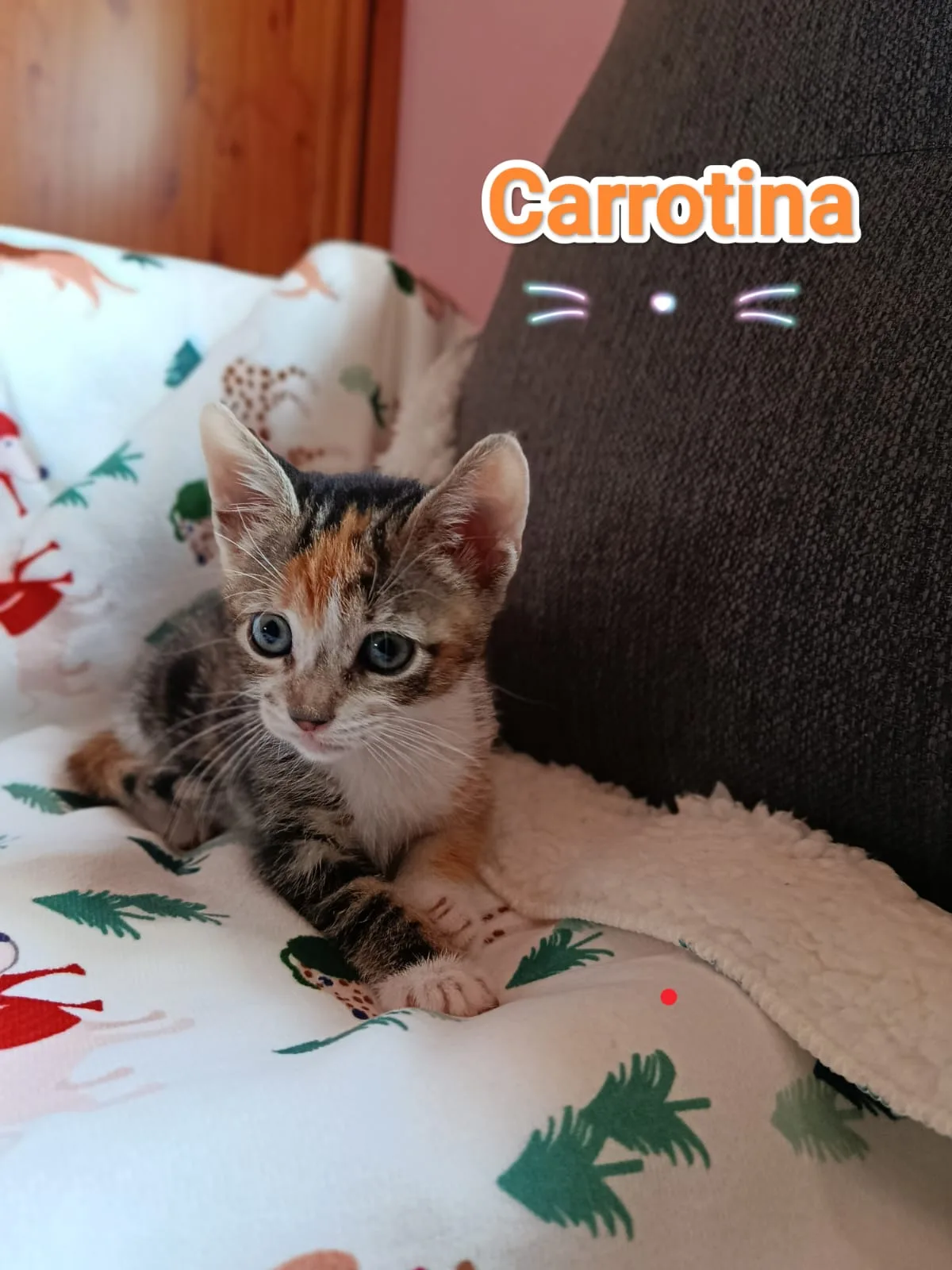 Gatita cachorra Carrotina