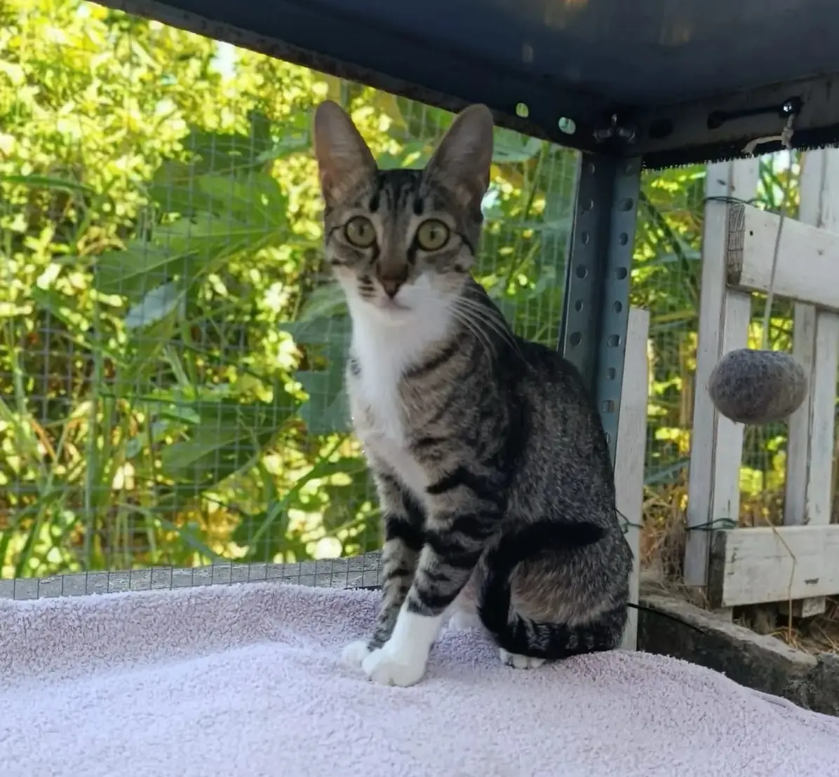 Gata Fusina