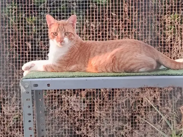 Gato Gofre