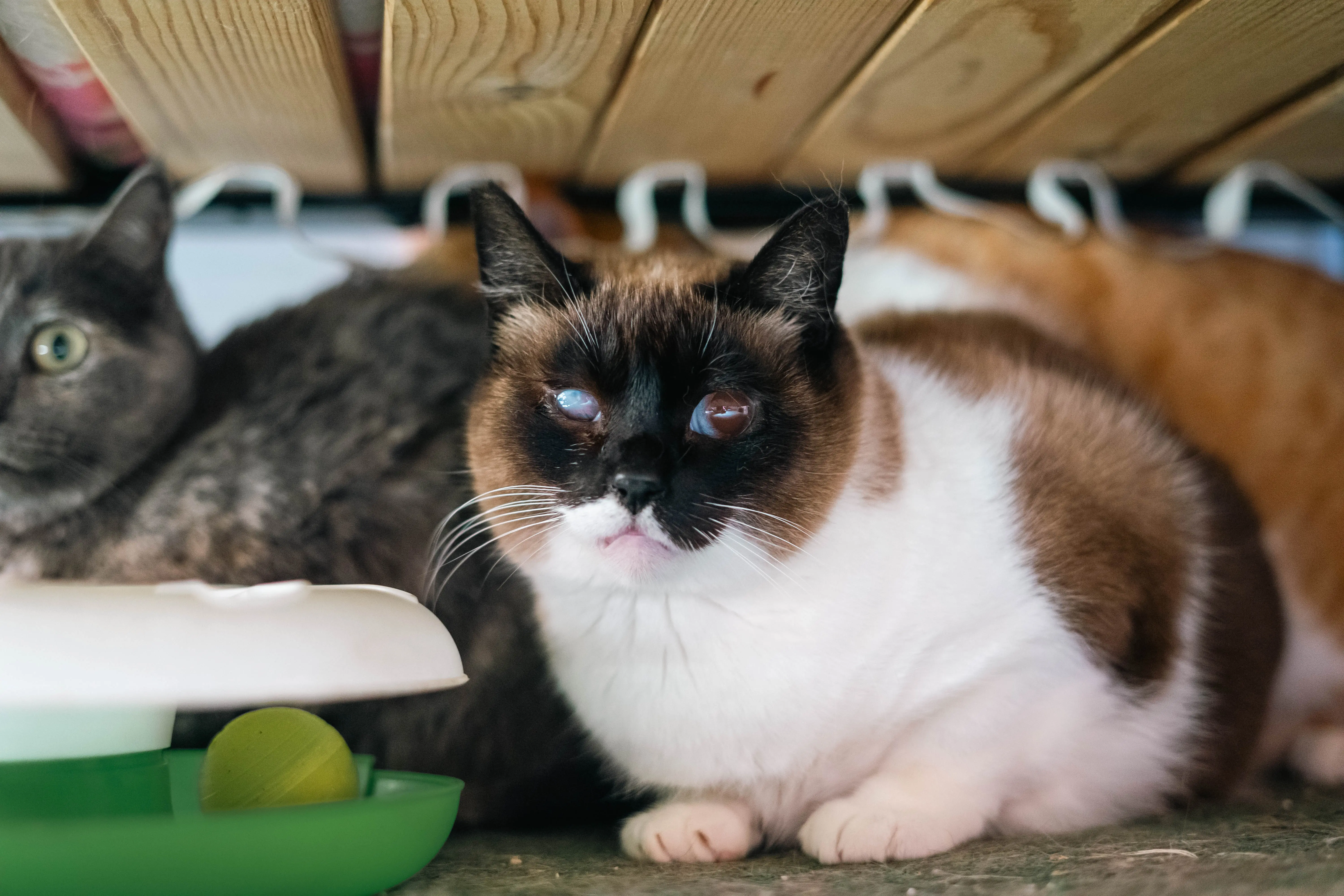 Gata Kitty