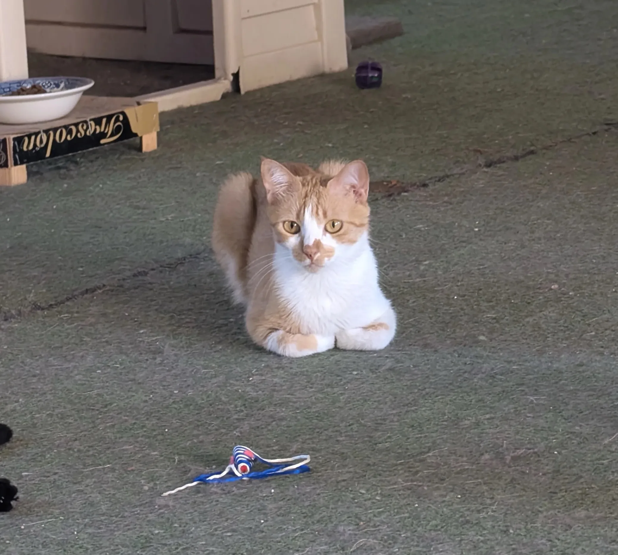 Gato naranja y blanco Mango