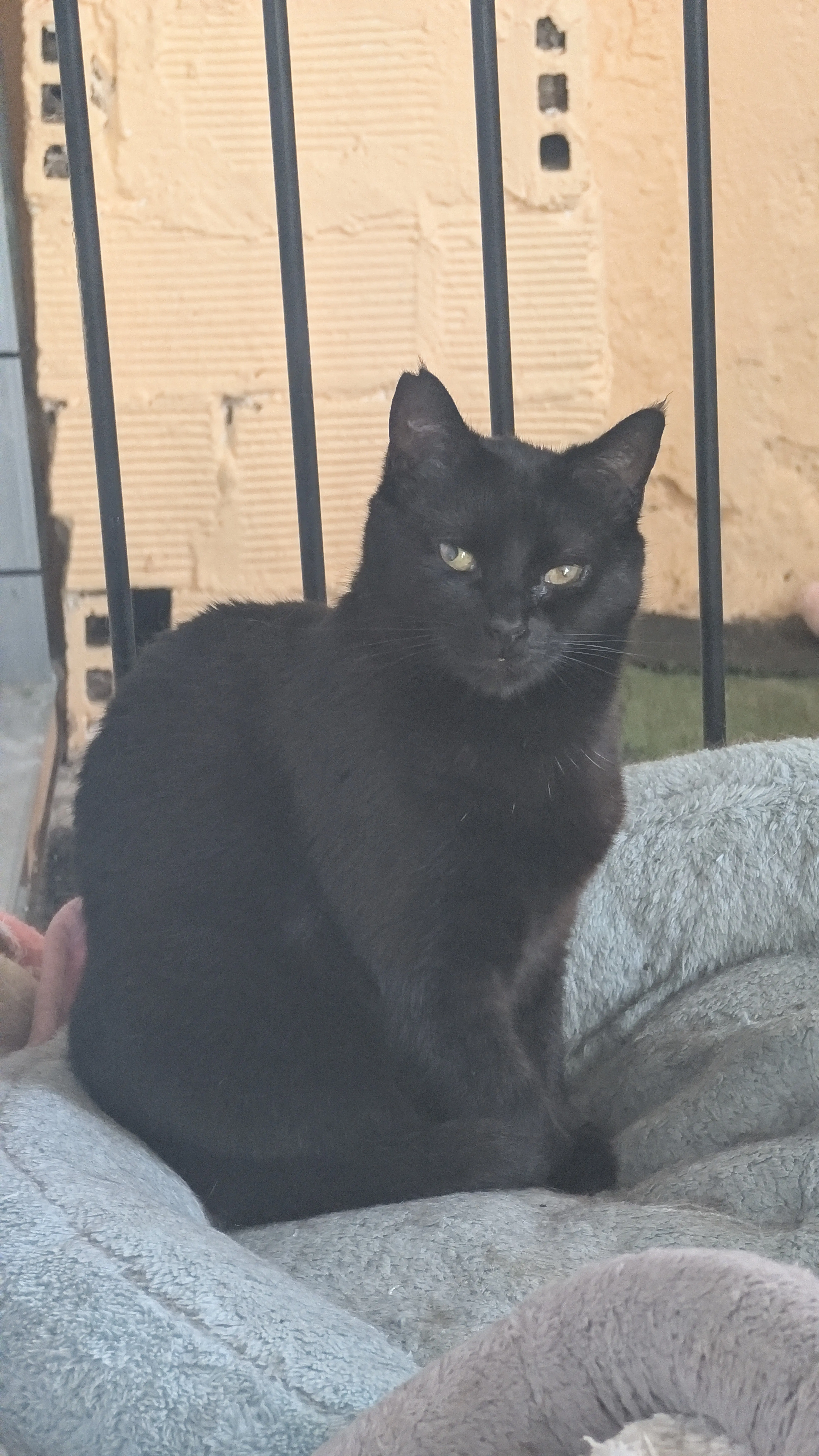 Gata Mavis