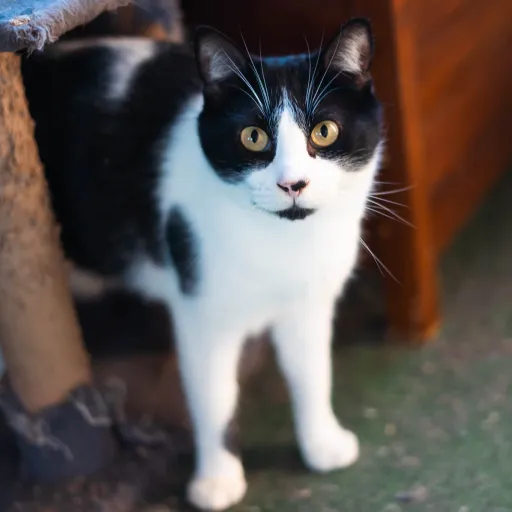 Gato tuxedo blanco y negro