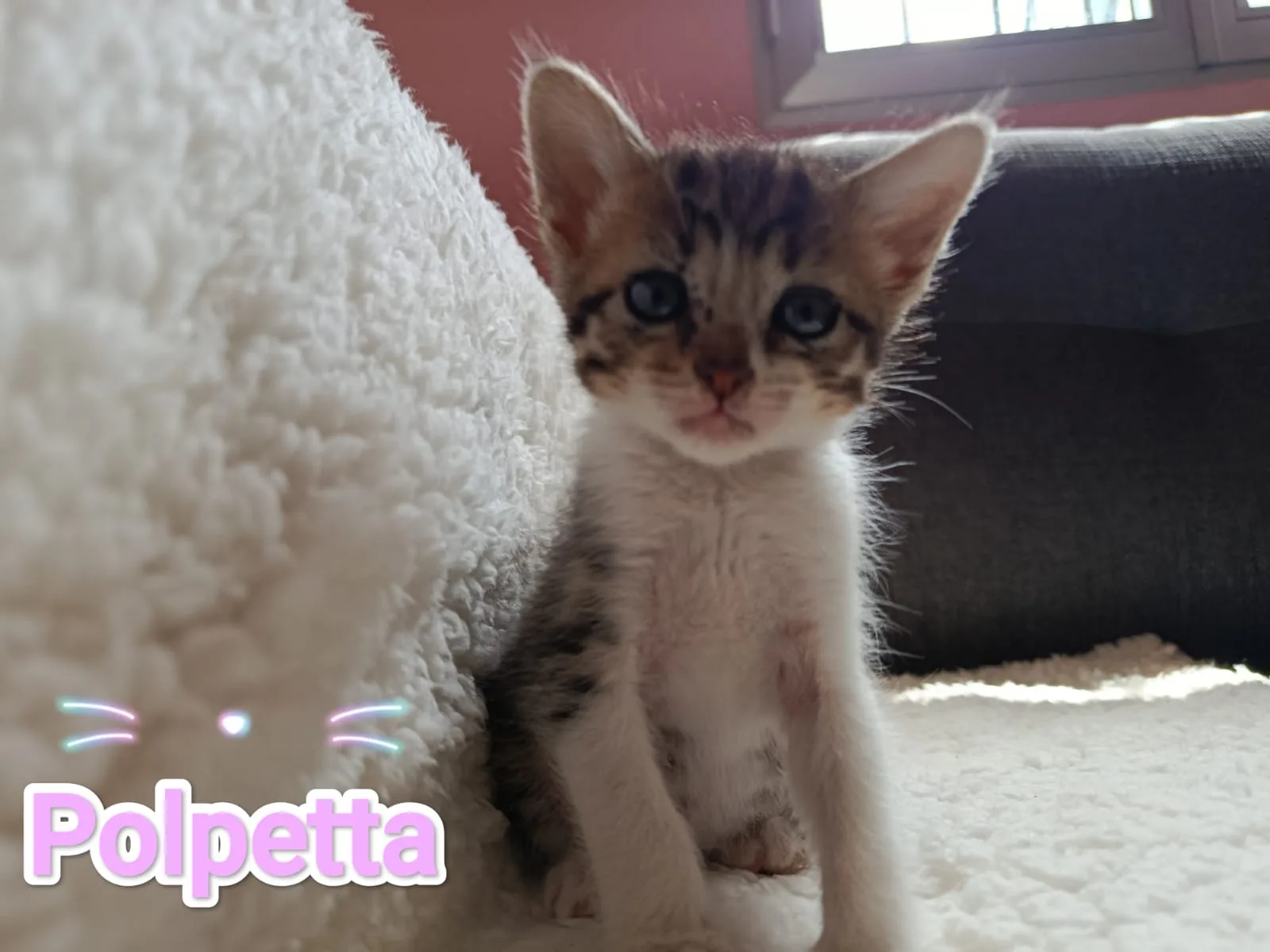 Gatita cachorra Polpetta