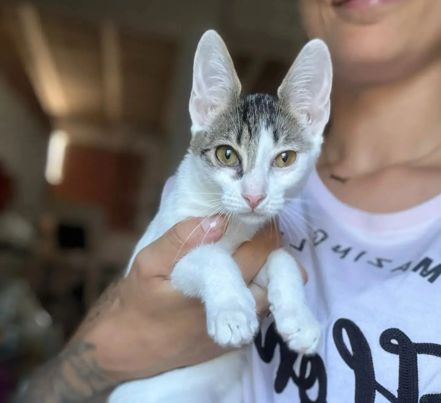 Gatita cachorra Quinoa