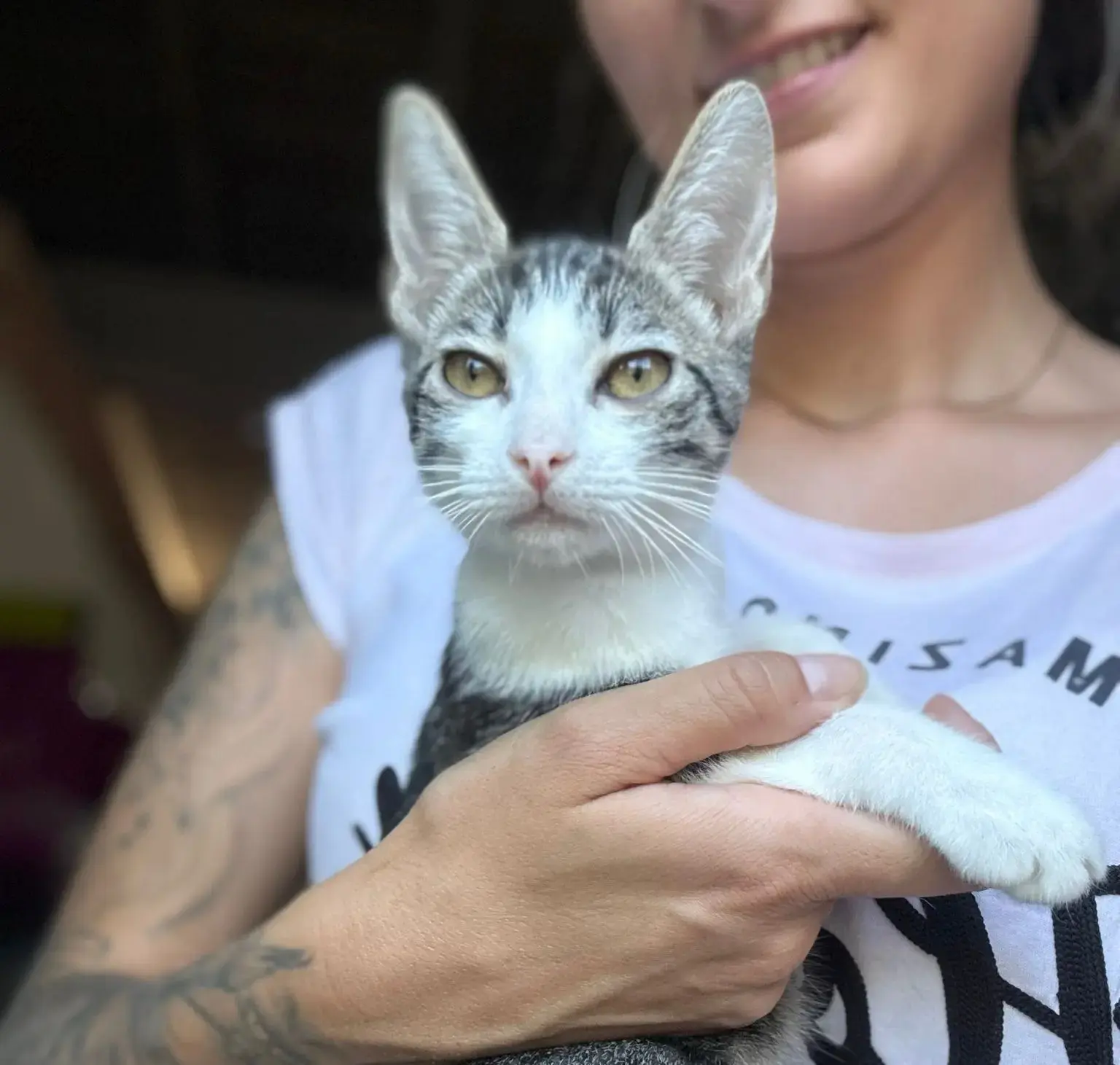 Gatita cachorra Soja