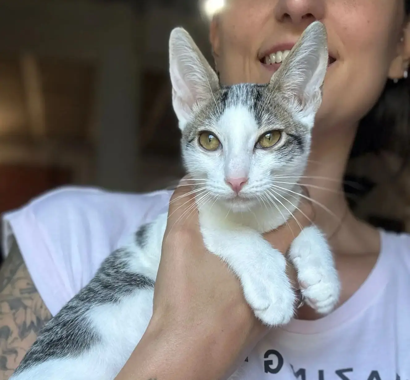 Gatito cachorro Tempeh