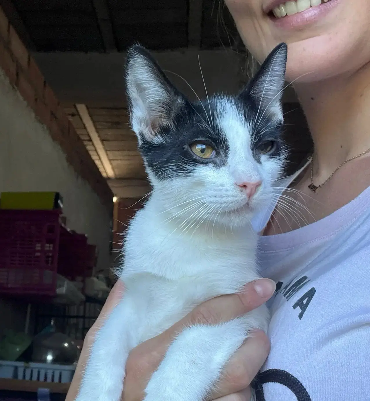 Gatito cachorro Tofu