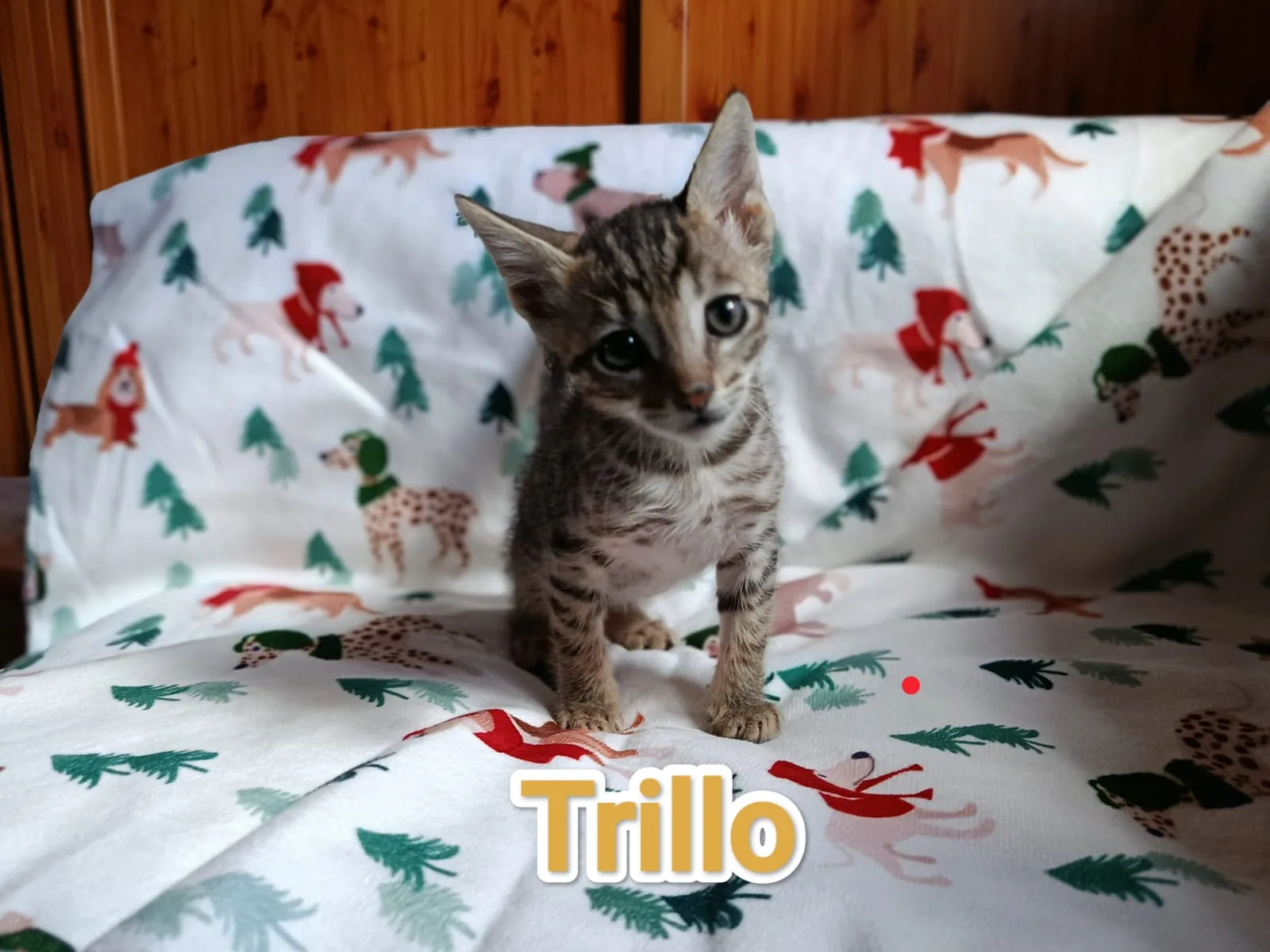 Gato cachorro Trillo