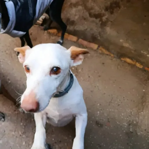 Perro abuelito adorable